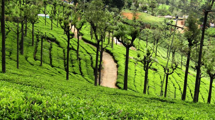 Mysore Ooty Holiday Package